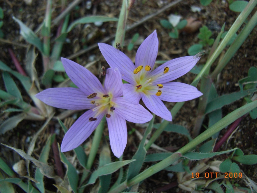 Colchicum cupanii / Colchico di Cupani